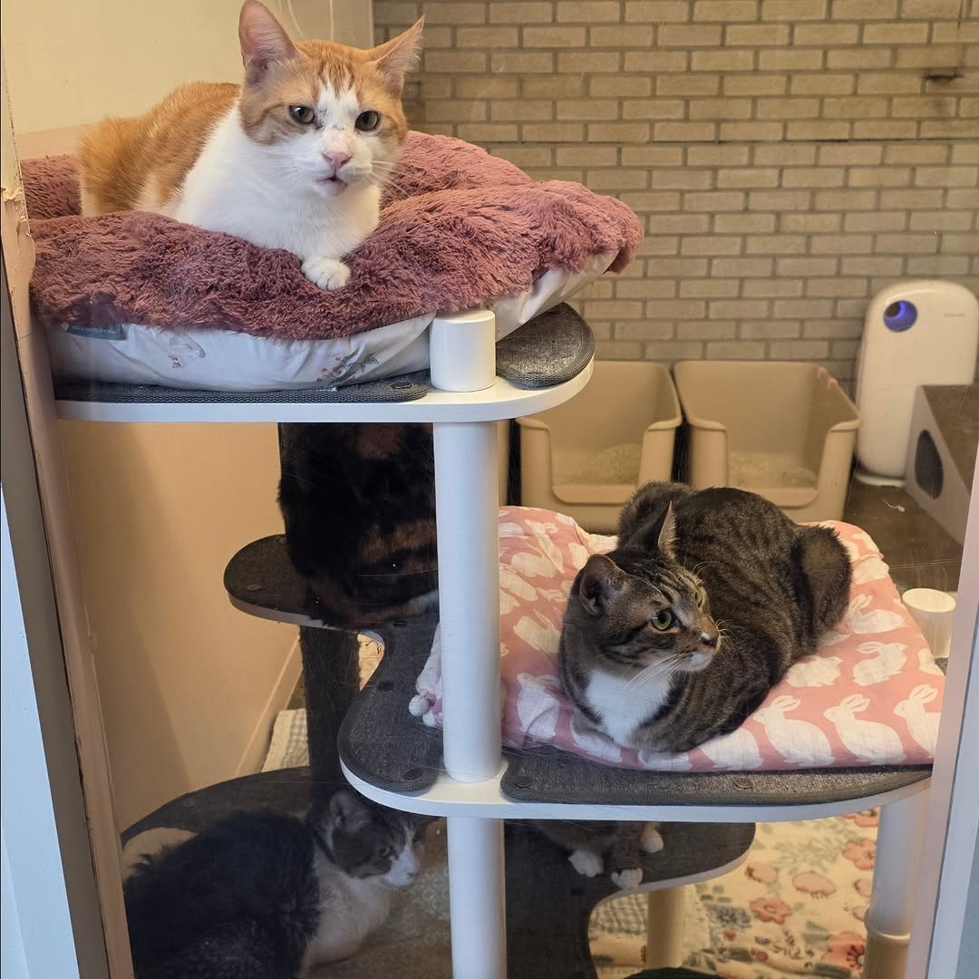 유기묘 보호소에 간식+사료 기부한 나폴리 맛피아 | 인스티즈