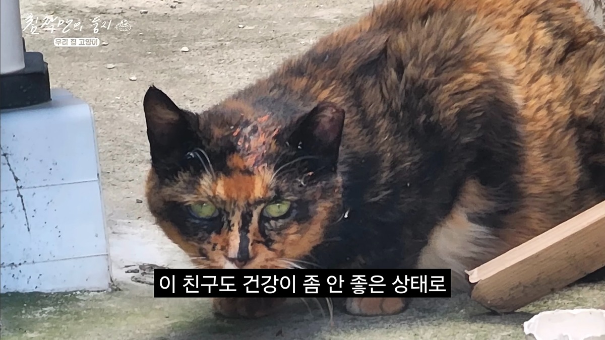 유기묘 보호소에 간식+사료 기부한 나폴리 맛피아 | 인스티즈