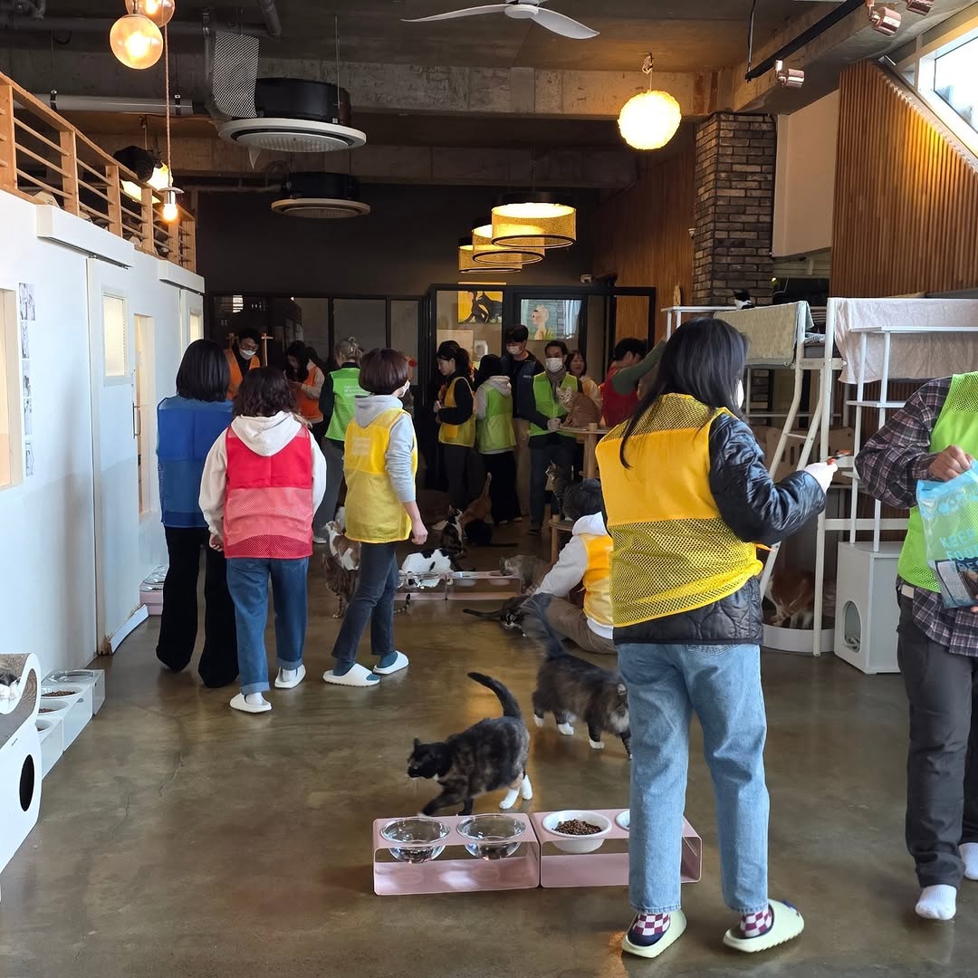 유기묘 보호소에 간식+사료 기부한 나폴리 맛피아 | 인스티즈