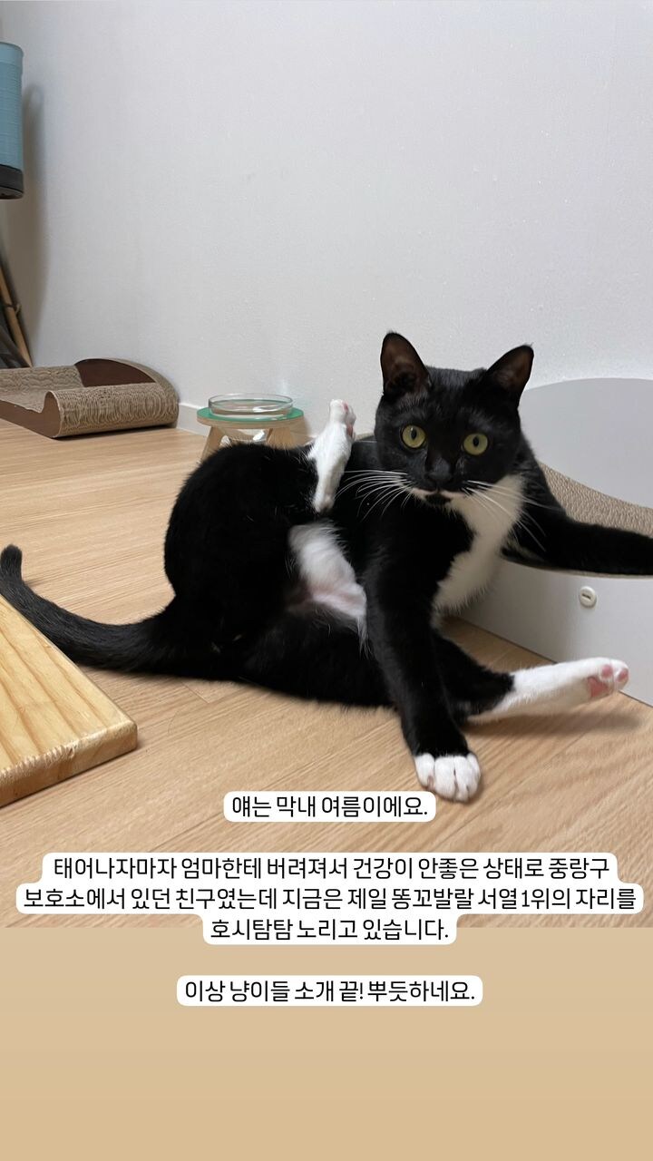 유기묘 보호소에 간식+사료 기부한 나폴리 맛피아 | 인스티즈