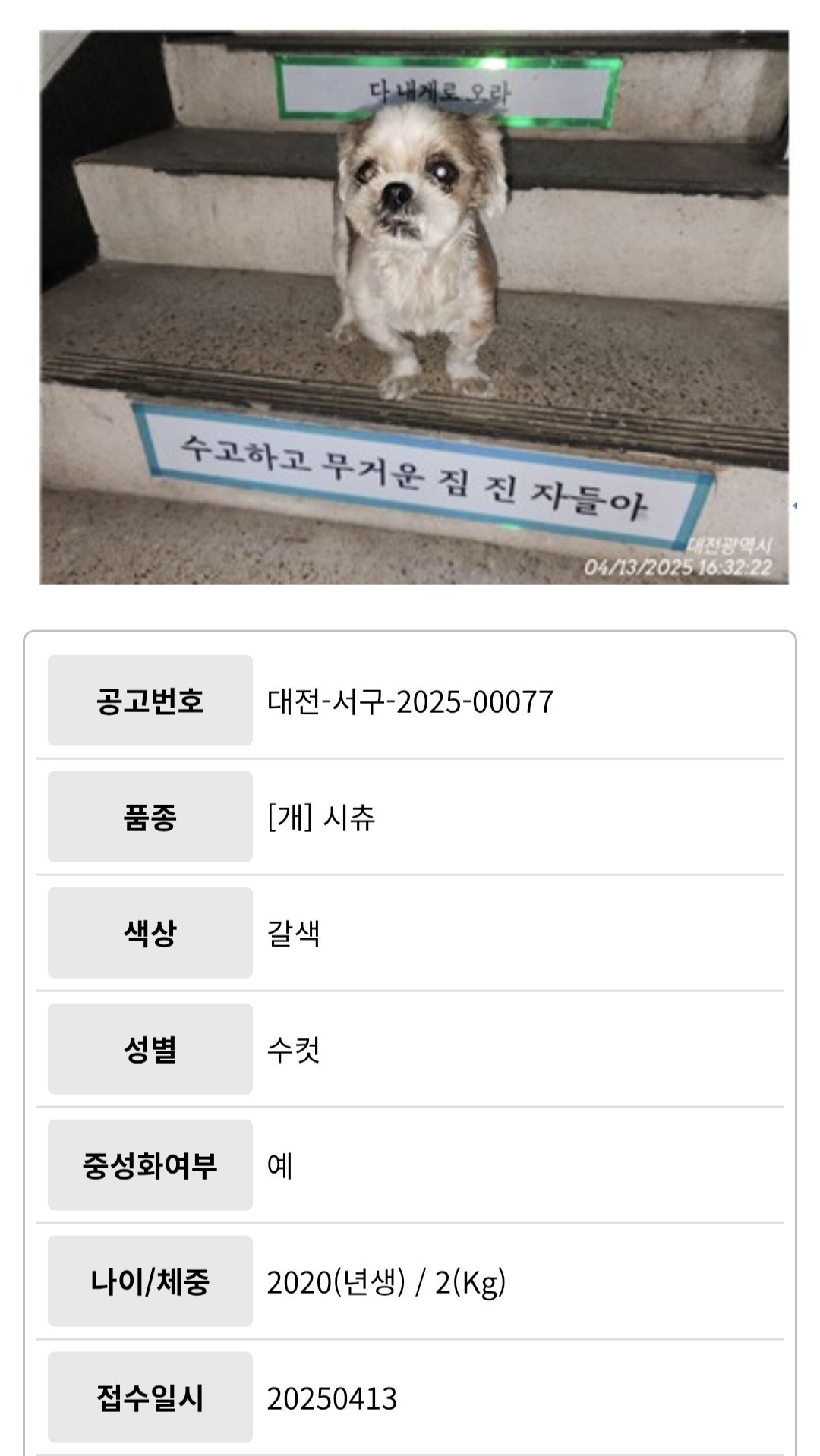 공고사진이 거룩한 시츄 | 인스티즈