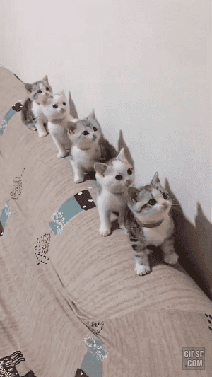 귀여운 아기 냥이들 | 인스티즈