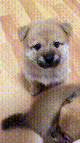 귀여운 떵강아지 세마리 | 인스티즈