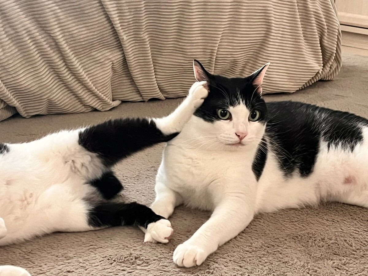 옆자리 고양이에게 수화기 받은 냥이 | 인스티즈