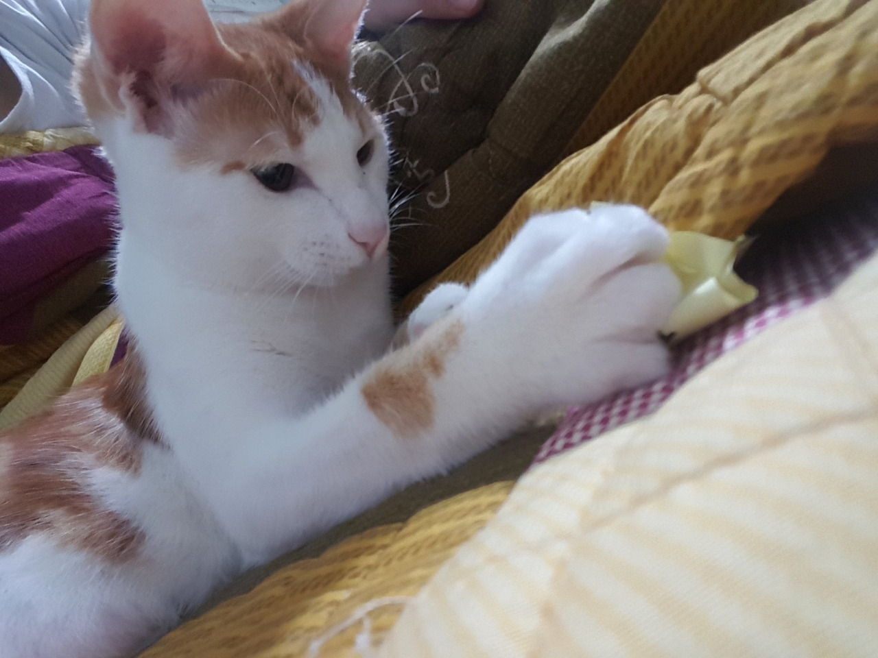 언니네 돼지 되게 고양이같다 | 인스티즈