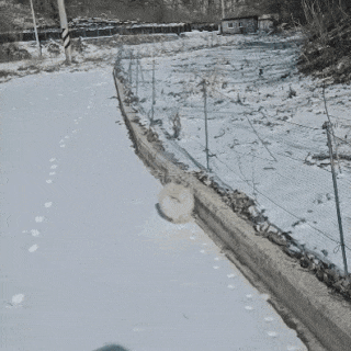 발이 시려웠던 강아지의 선택 | 인스티즈