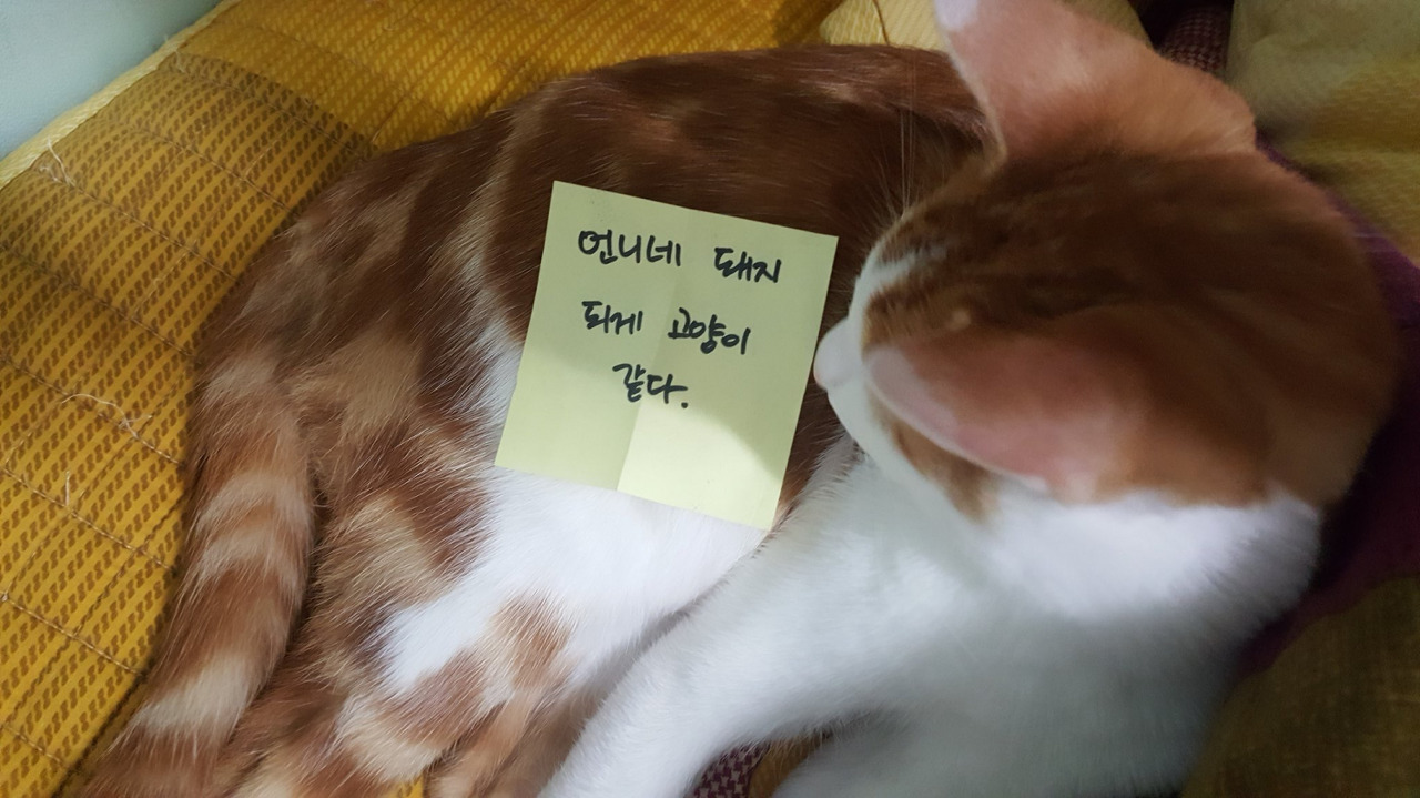 언니네 돼지 되게 고양이같다 | 인스티즈