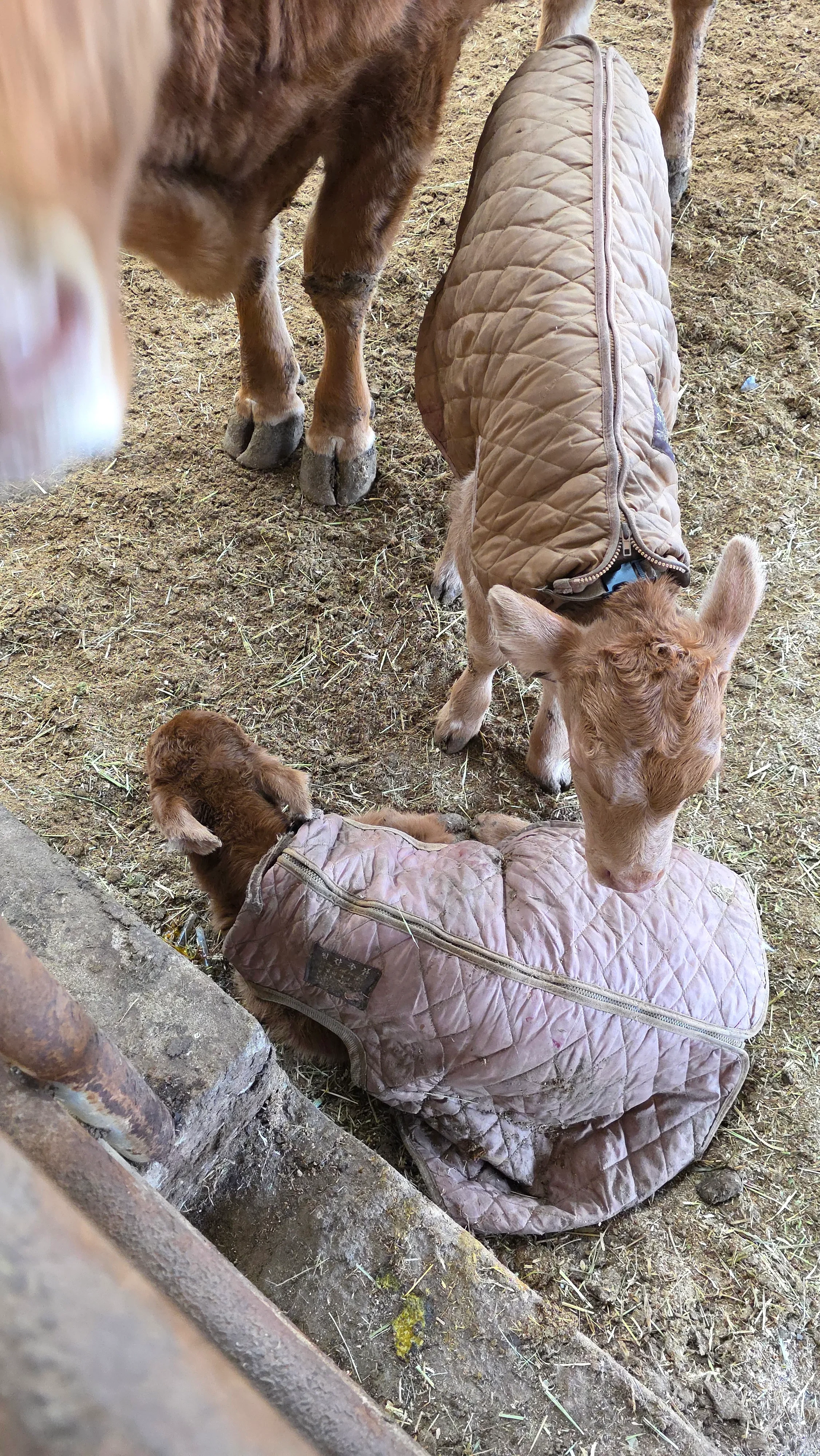 게임 도중 도망가도 용서하게 되는 갓태어난 송아지의 귀여움 | 인스티즈