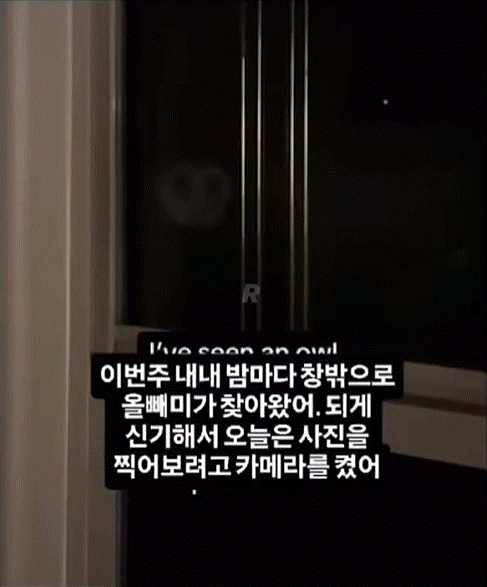 밤마다 집에 찾아오는 올빼미 | 인스티즈