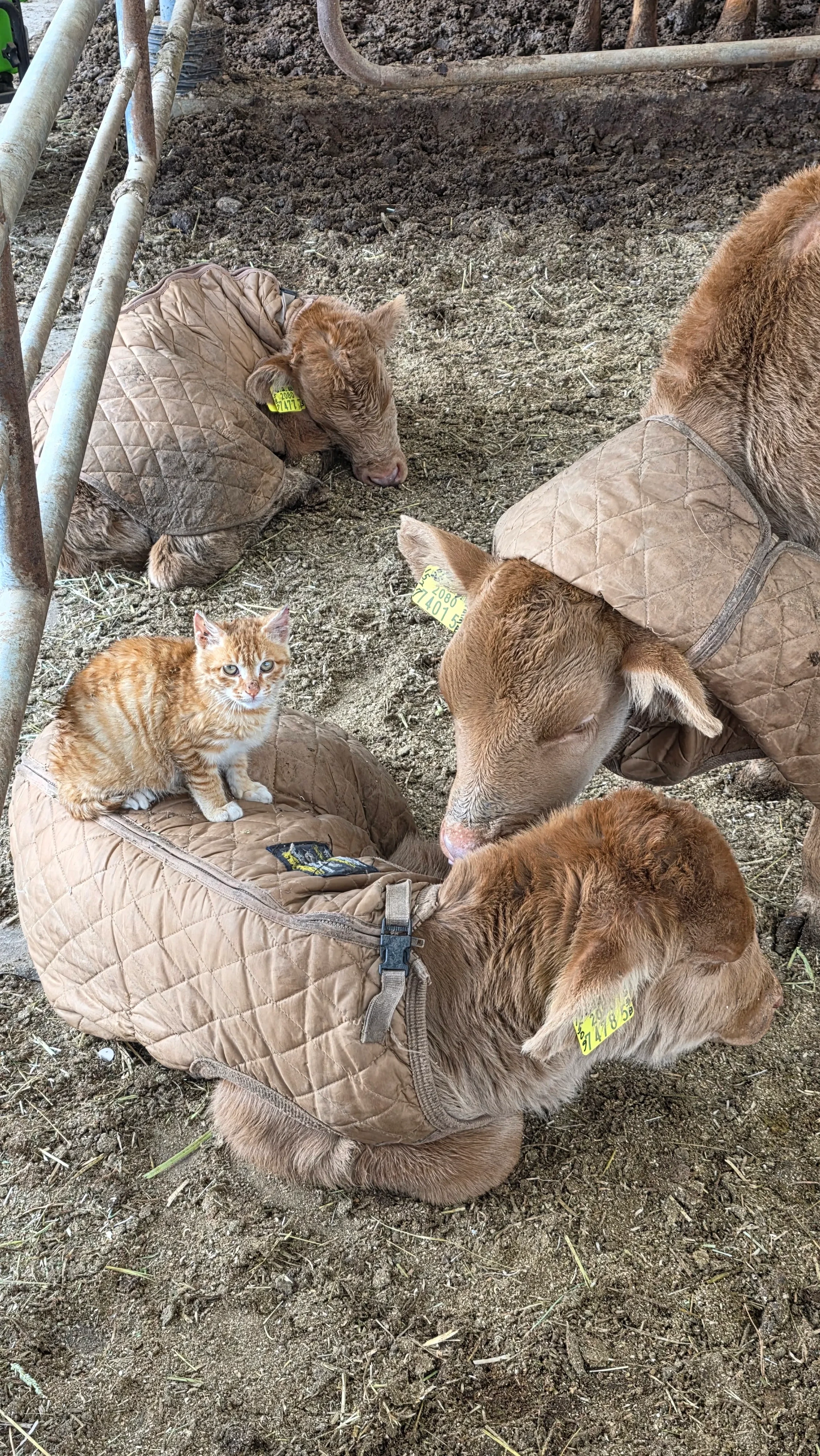 게임 도중 도망가도 용서하게 되는 갓태어난 송아지의 귀여움 | 인스티즈