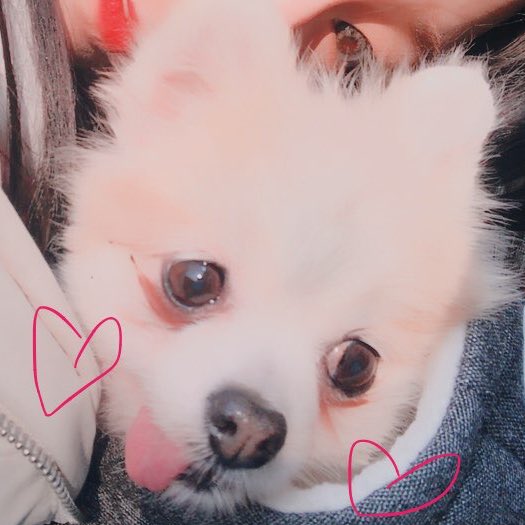 러블리즈가 임시보호중인 강아지들 이전에 살던곳에서 | 인스티즈