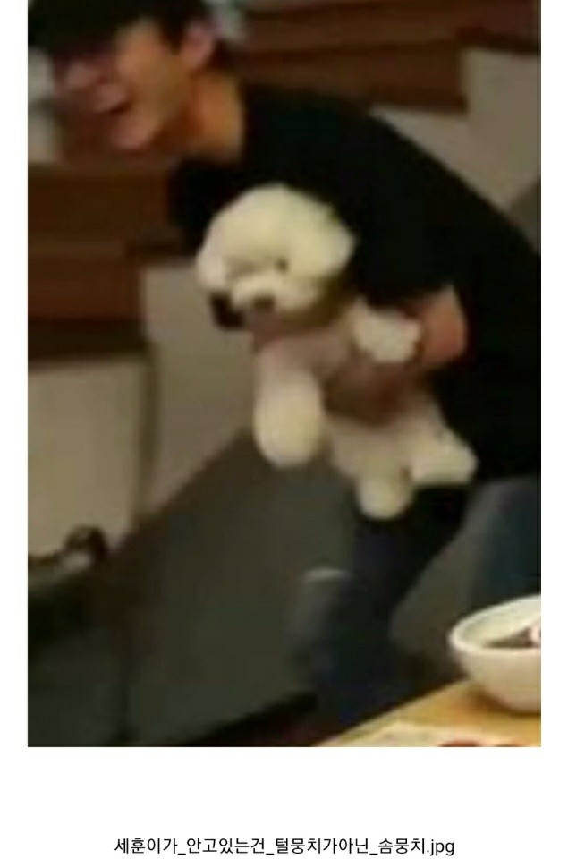 세훈 강아지 비비 어릴때 볼 사람 | 인스티즈