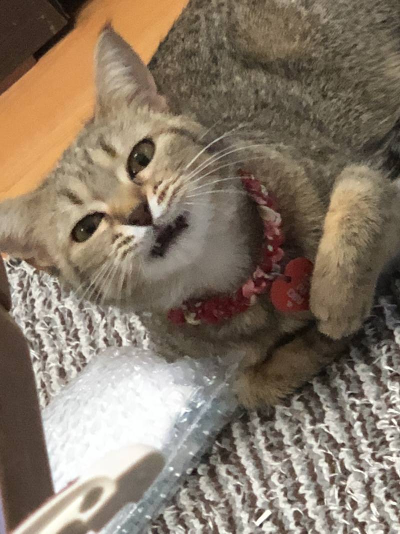 두시간 잤는데 고앵 때문에 깼어; | 인스티즈