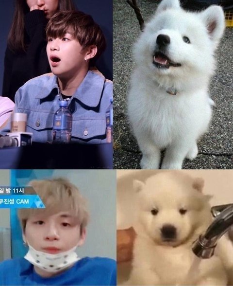 사모예드 영상보는데 새삼 강다니엘 정말 많이 닮았어 ㅋㅋ | 인스티즈