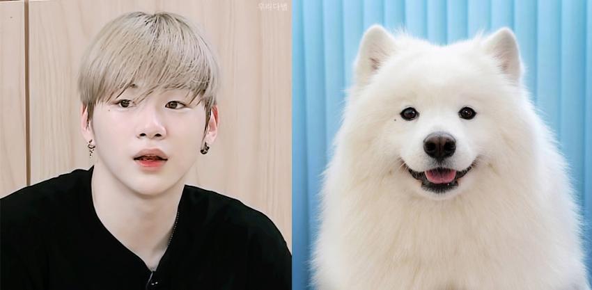 사모예드 영상보는데 새삼 강다니엘 정말 많이 닮았어 ㅋㅋ | 인스티즈