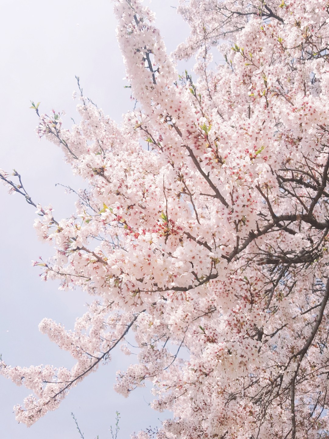 제가 한국에서 제일 좋아하는 벚꽃길 | 인스티즈