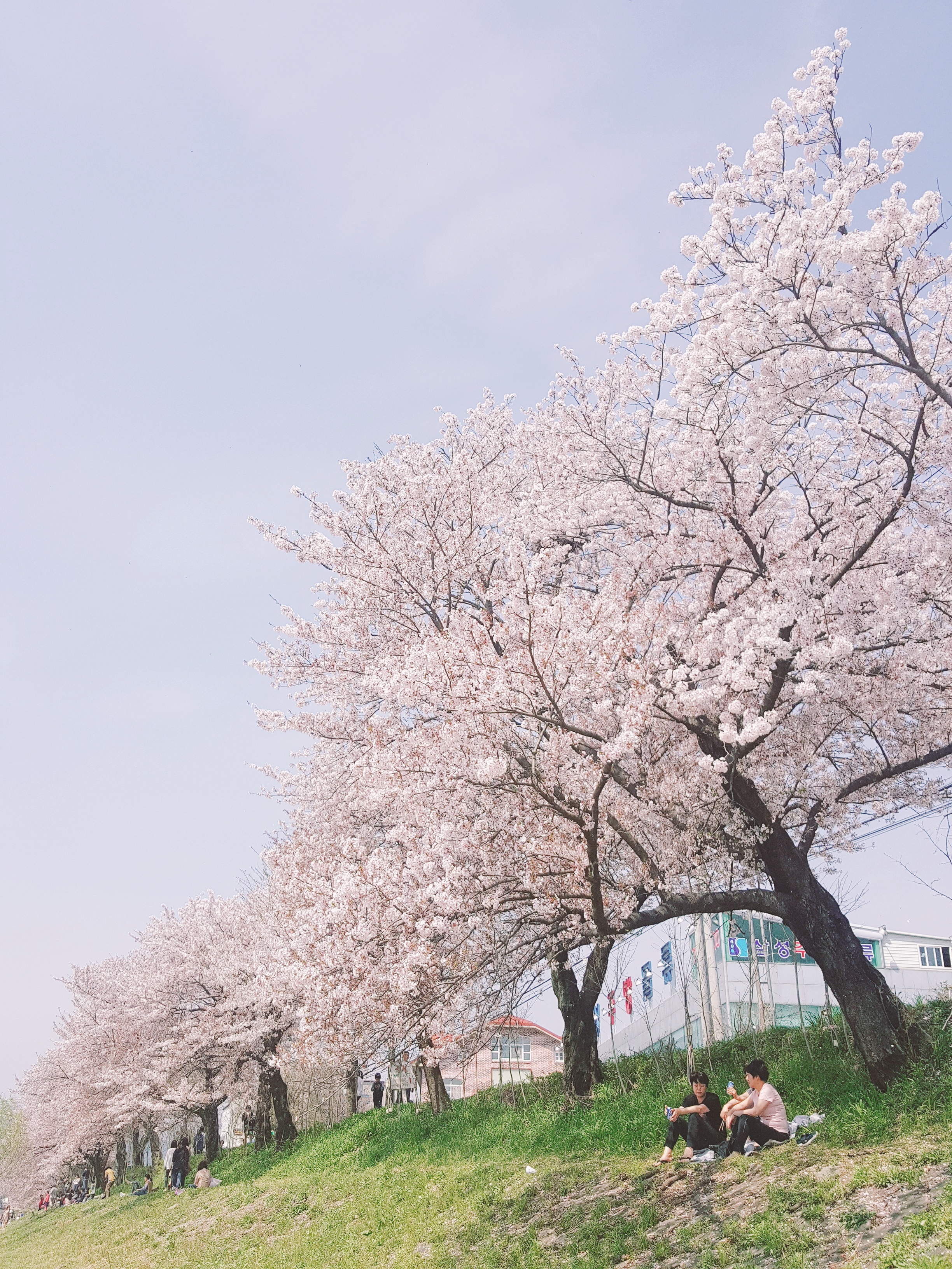 제가 한국에서 제일 좋아하는 벚꽃길 | 인스티즈