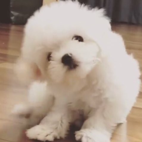 내본 강아지 봐줘ㅎㅎ (심장 부여잡고 들어와..) | 인스티즈