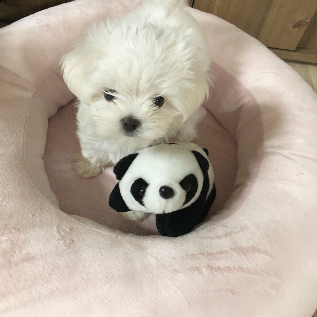 내본 강아지 봐줘ㅎㅎ (심장 부여잡고 들어와..) | 인스티즈