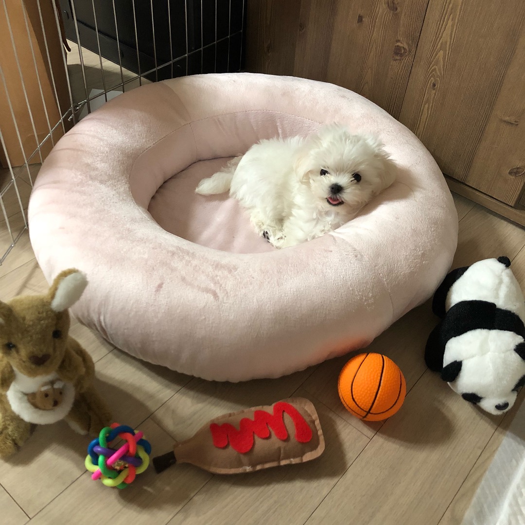 내본 강아지 봐줘ㅎㅎ (심장 부여잡고 들어와..) | 인스티즈