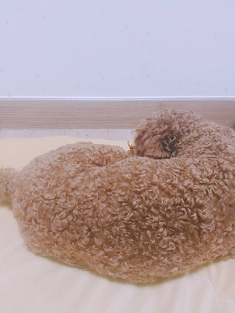 공놀이 안 해주니 삐져버림... | 인스티즈