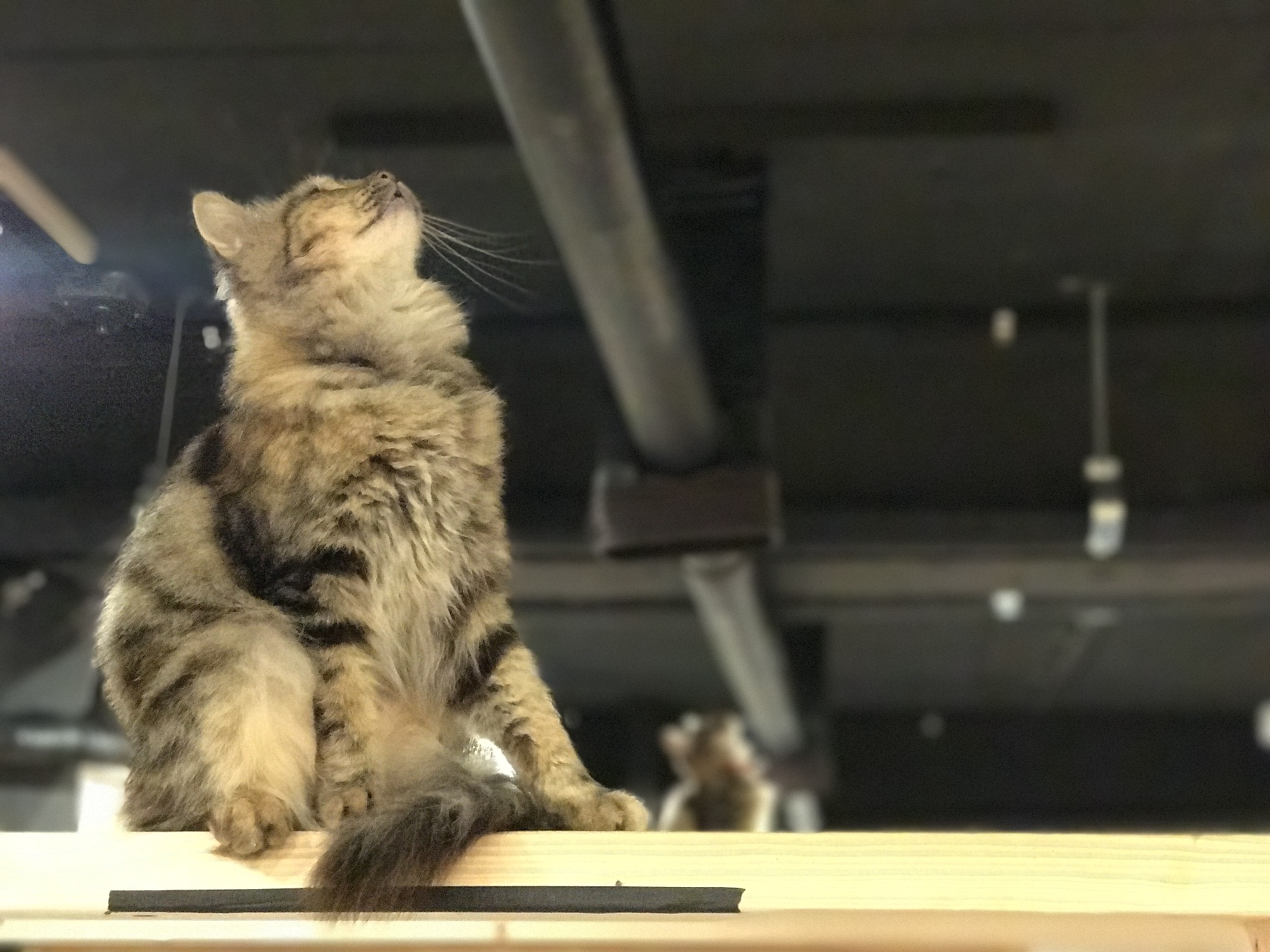 모두들 아이폰 하쎄오ㅠㅠ | 인스티즈