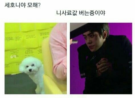본진 이런 웃짤 좀 주라 ㅋㅋㅋㅋㅋㅋㅋㅋㅋㅋㅋㅋㅋㅋ | 인스티즈