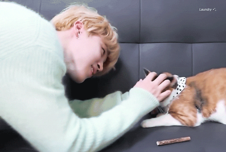 삼색 고양이와 박강양이 박지민이... | 인스티즈