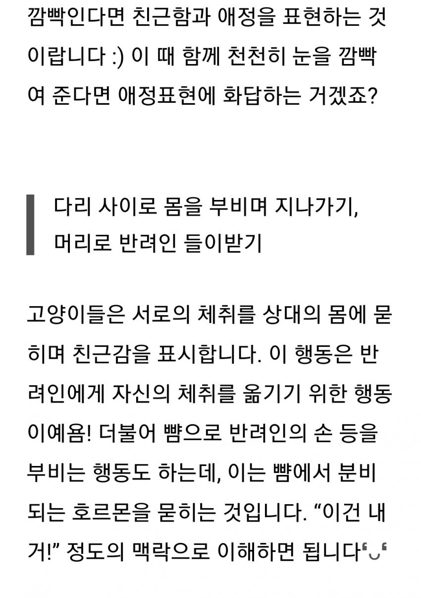 냥이 애정표현 방법이라는데 ㅋㅋㅋㅋㅋ (ㅈㅇ 강다니엘) | 인스티즈