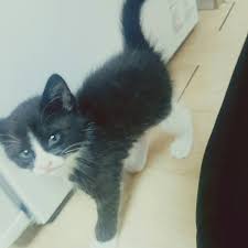 용국이네 네 고양이 아깽이 때 사진 | 인스티즈