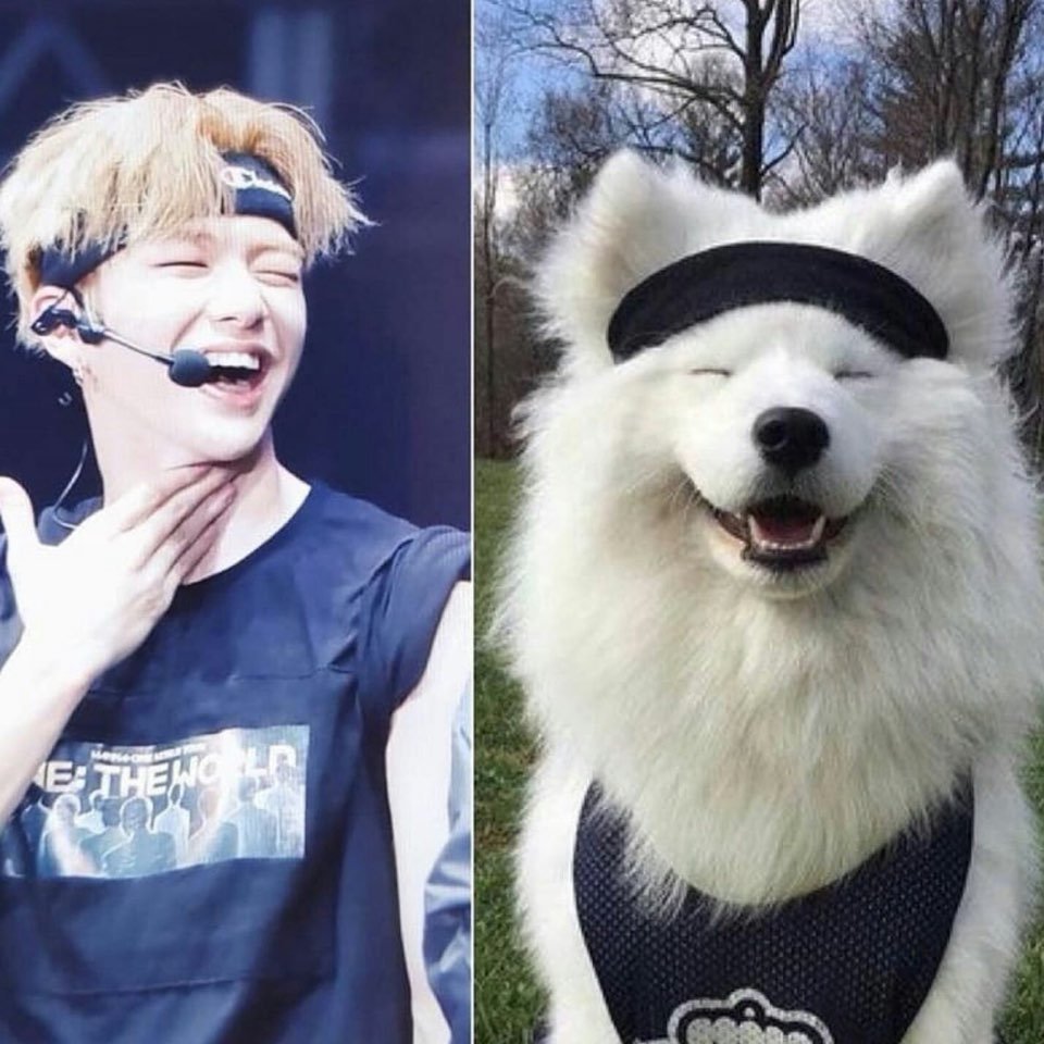 사모예드 영상보는데 새삼 강다니엘 정말 많이 닮았어 ㅋㅋ | 인스티즈