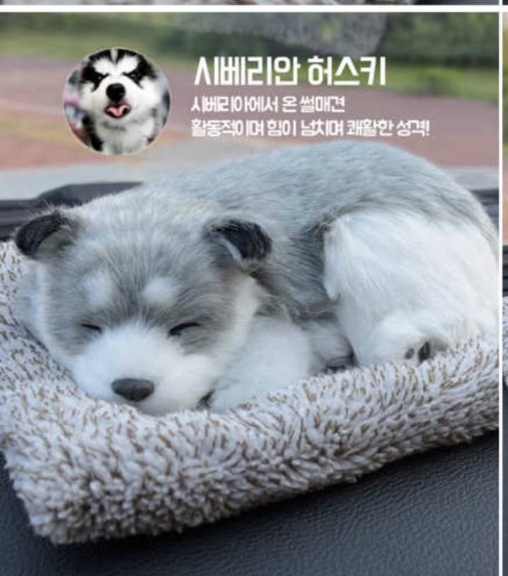 🐶강아지 좋아하는 익들아 골라죠🐶 | 인스티즈
