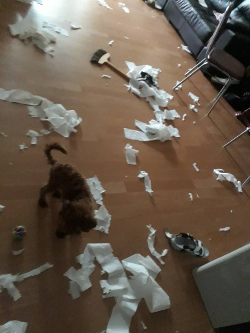 아 증말 우리 강아지 사고친 거 봐 | 인스티즈