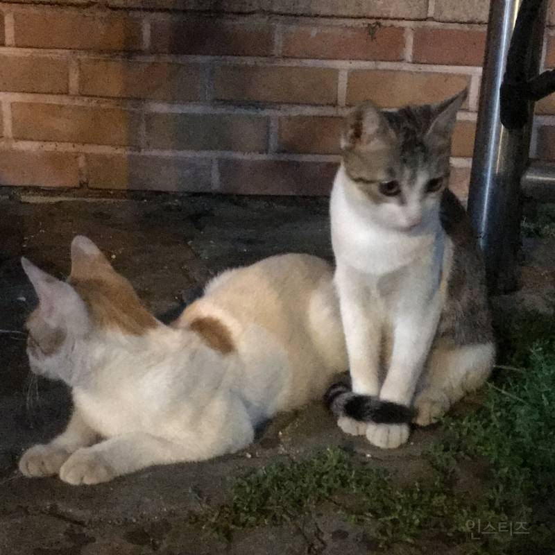 나 오늘 동네에서 진짜 예쁜 아깽이 봤다404040404 | 인스티즈