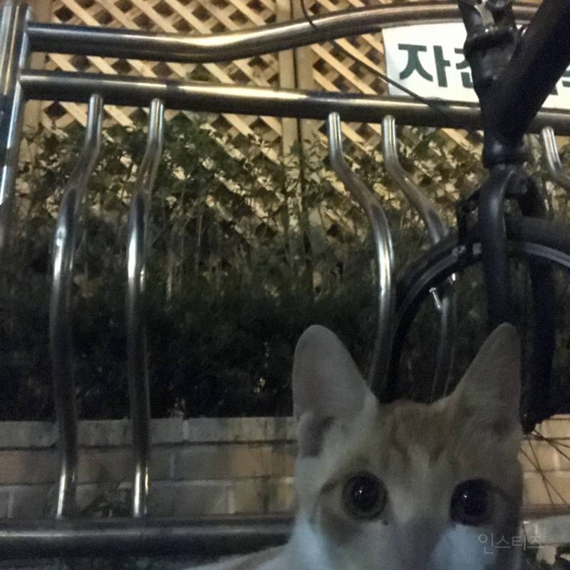 나 오늘 동네에서 진짜 예쁜 아깽이 봤다404040404 | 인스티즈