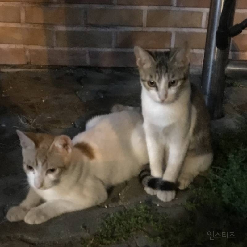 나 오늘 동네에서 진짜 예쁜 아깽이 봤다404040404 | 인스티즈