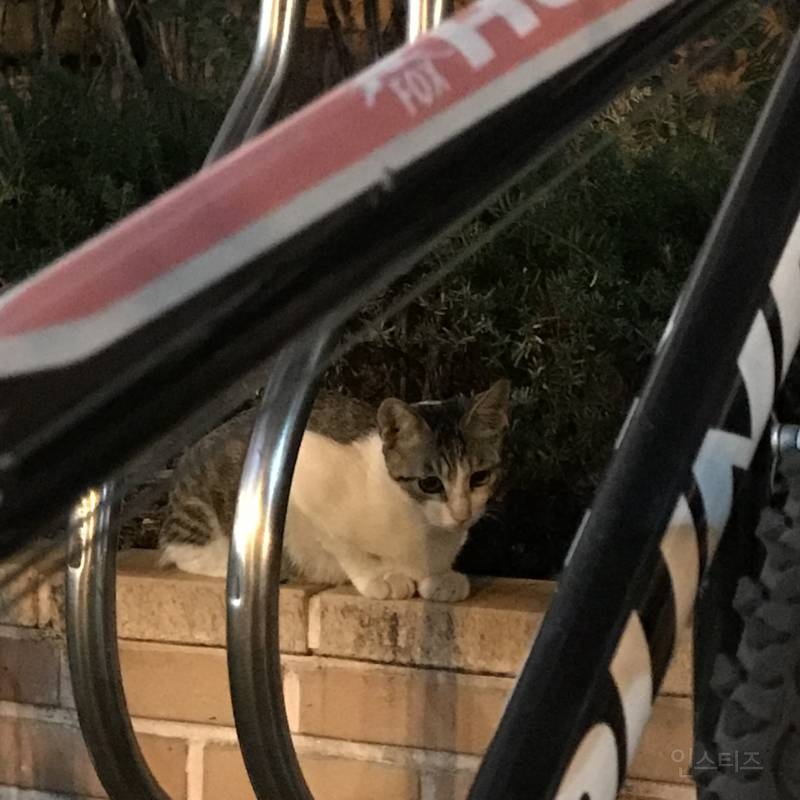 나 오늘 동네에서 진짜 예쁜 아깽이 봤다404040404 | 인스티즈