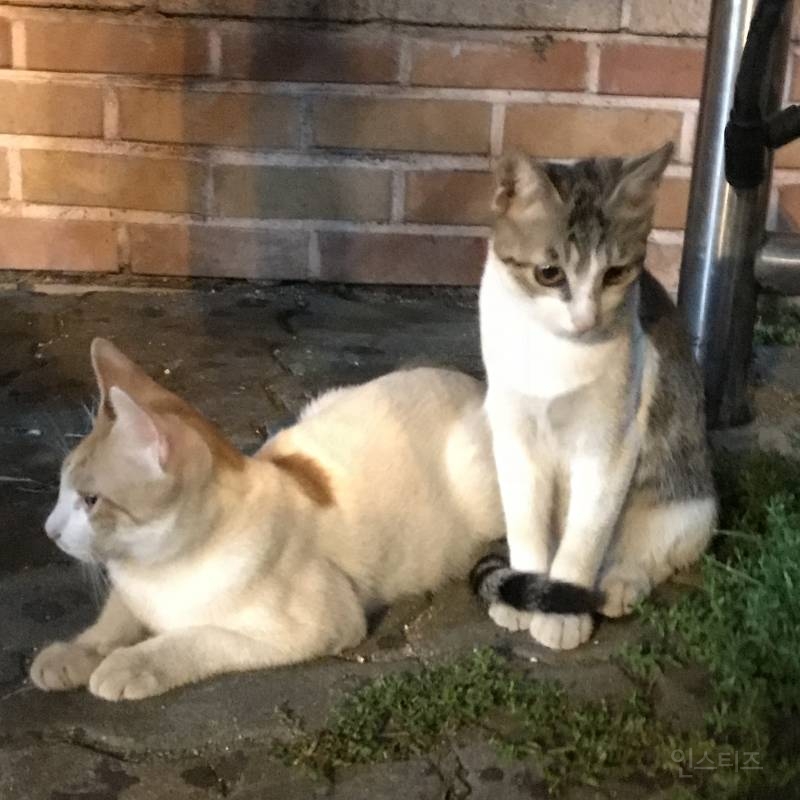 나 오늘 동네에서 진짜 예쁜 아깽이 봤다404040404 | 인스티즈