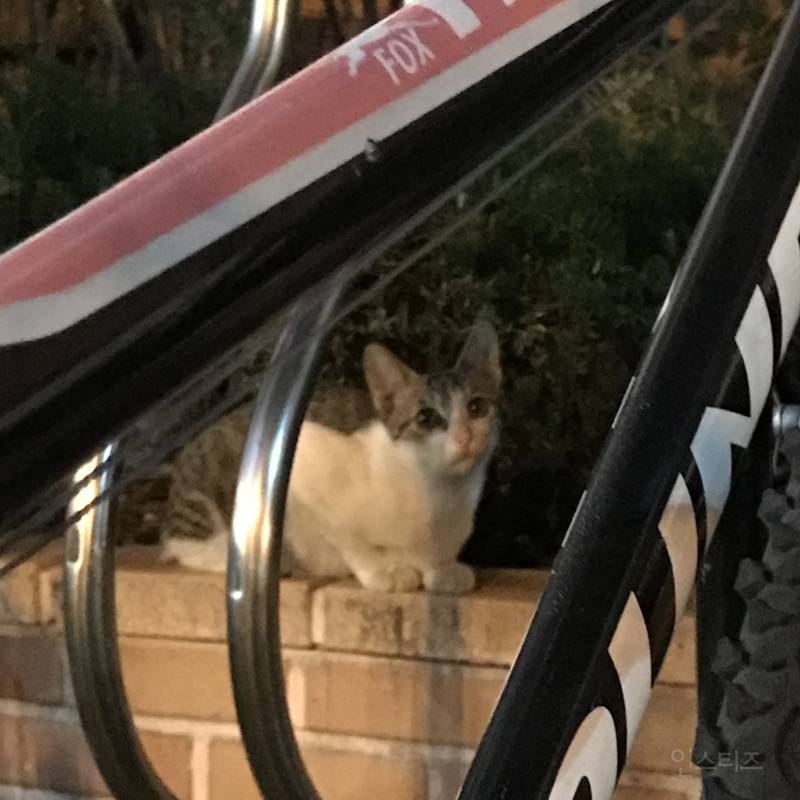 나 오늘 동네에서 진짜 예쁜 아깽이 봤다404040404 | 인스티즈