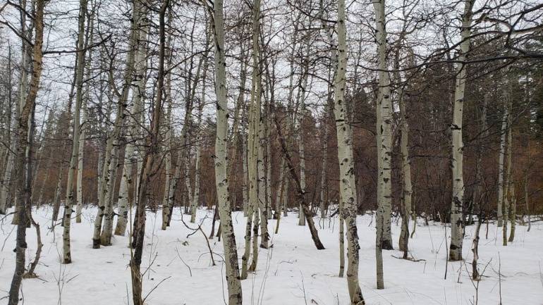 하나는 갤럭시 S9+ 하나는 아이폰 X 으로 찍었대 어느 게 더 좋고 | 인스티즈