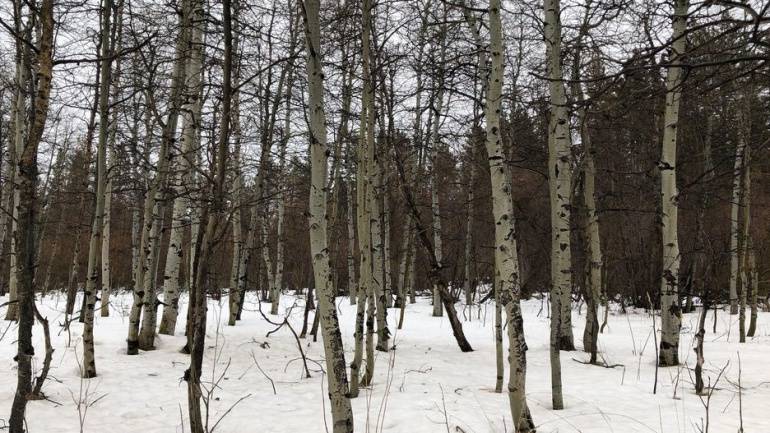 하나는 갤럭시 S9+ 하나는 아이폰 X 으로 찍었대 어느 게 더 좋고 | 인스티즈