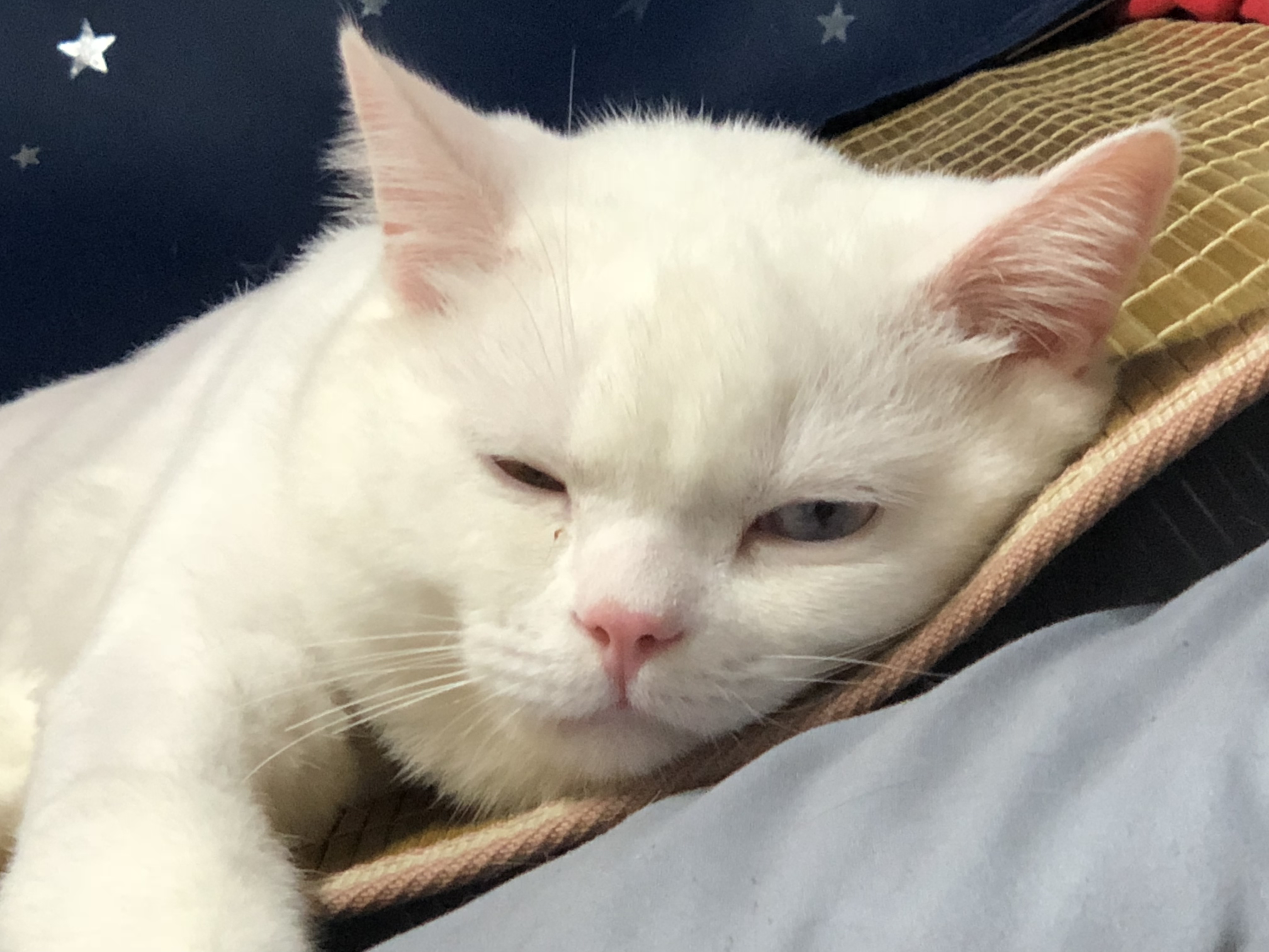 두시간 잤는데 고앵 때문에 깼어; | 인스티즈