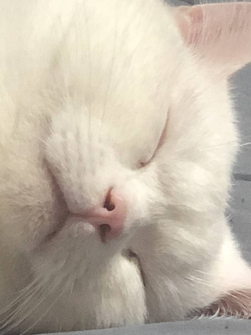 두시간 잤는데 고앵 때문에 깼어; | 인스티즈