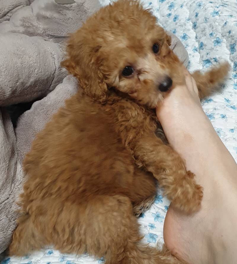 에일리언푸들 | 인스티즈