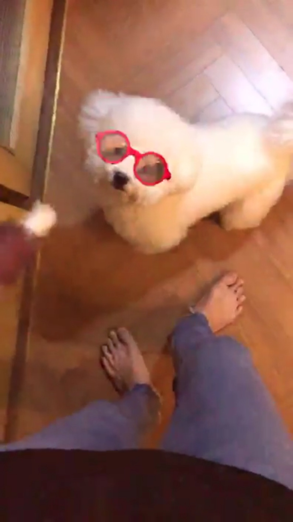 징들아 비비 슈스견 된 기념 비비 짤털하자🐶(비비에게 호감을 느낀 타팬들 커몬커몬) | 인스티즈