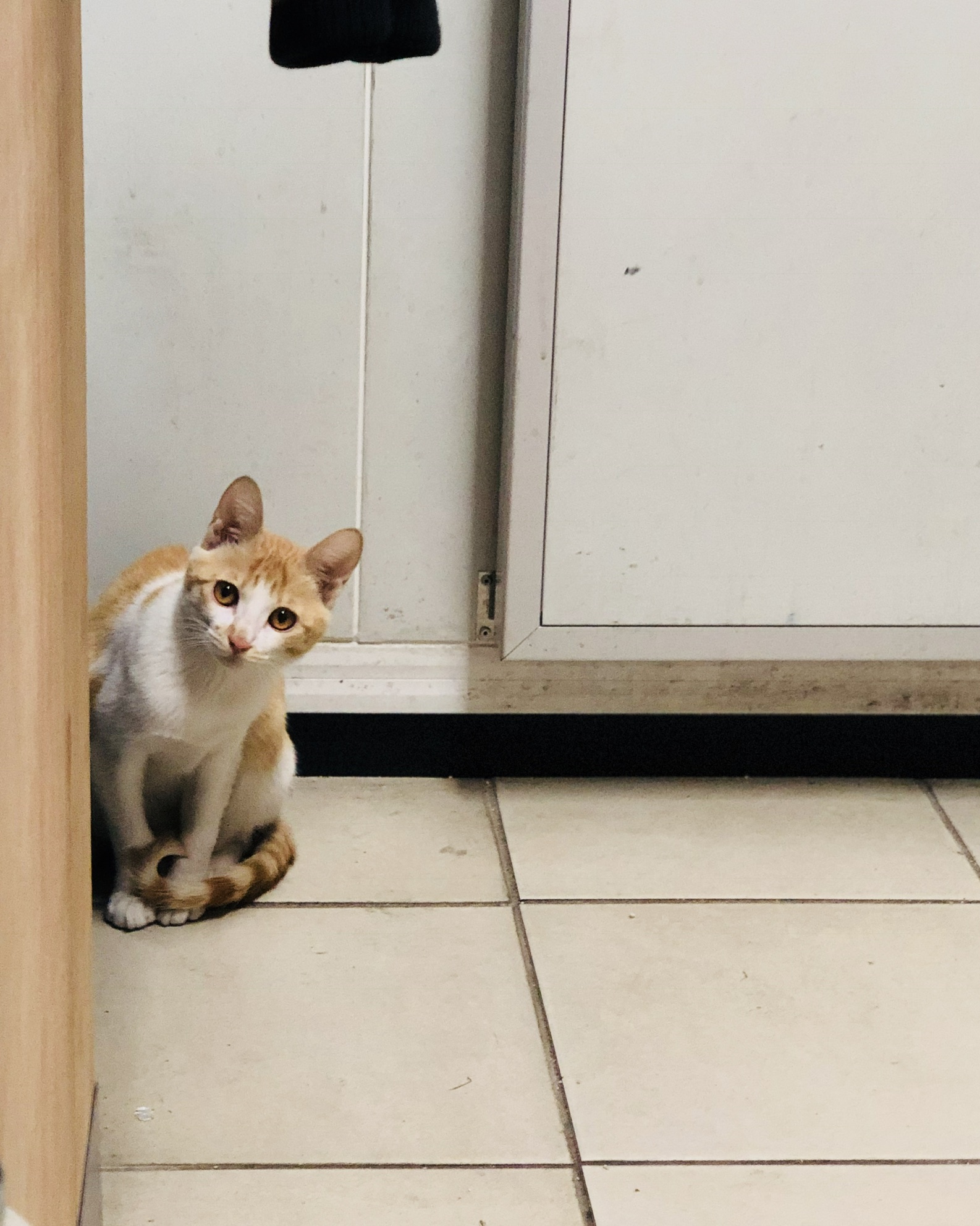 모두들 아이폰 하쎄오ㅠㅠ | 인스티즈