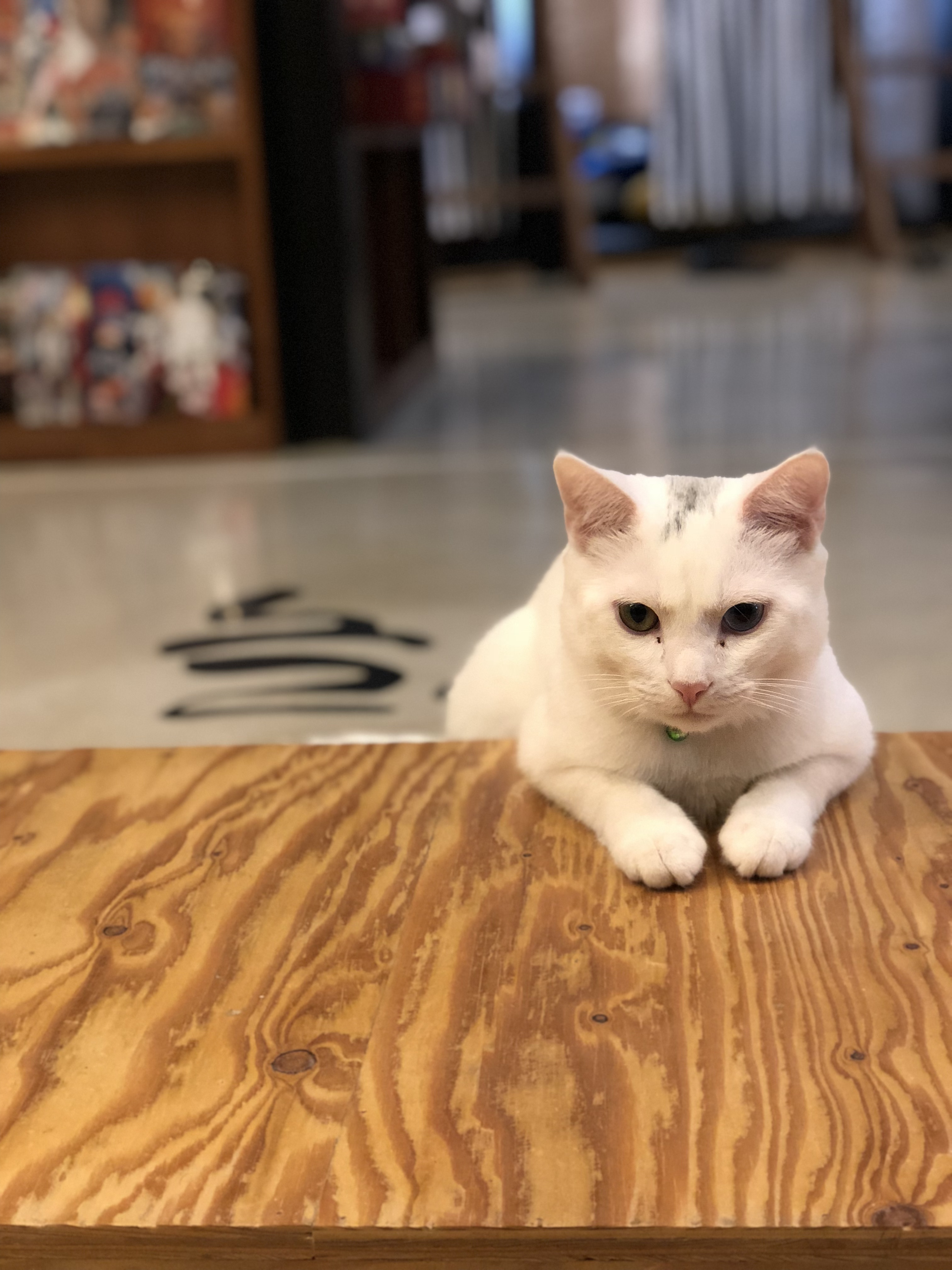 모두들 아이폰 하쎄오ㅠㅠ | 인스티즈