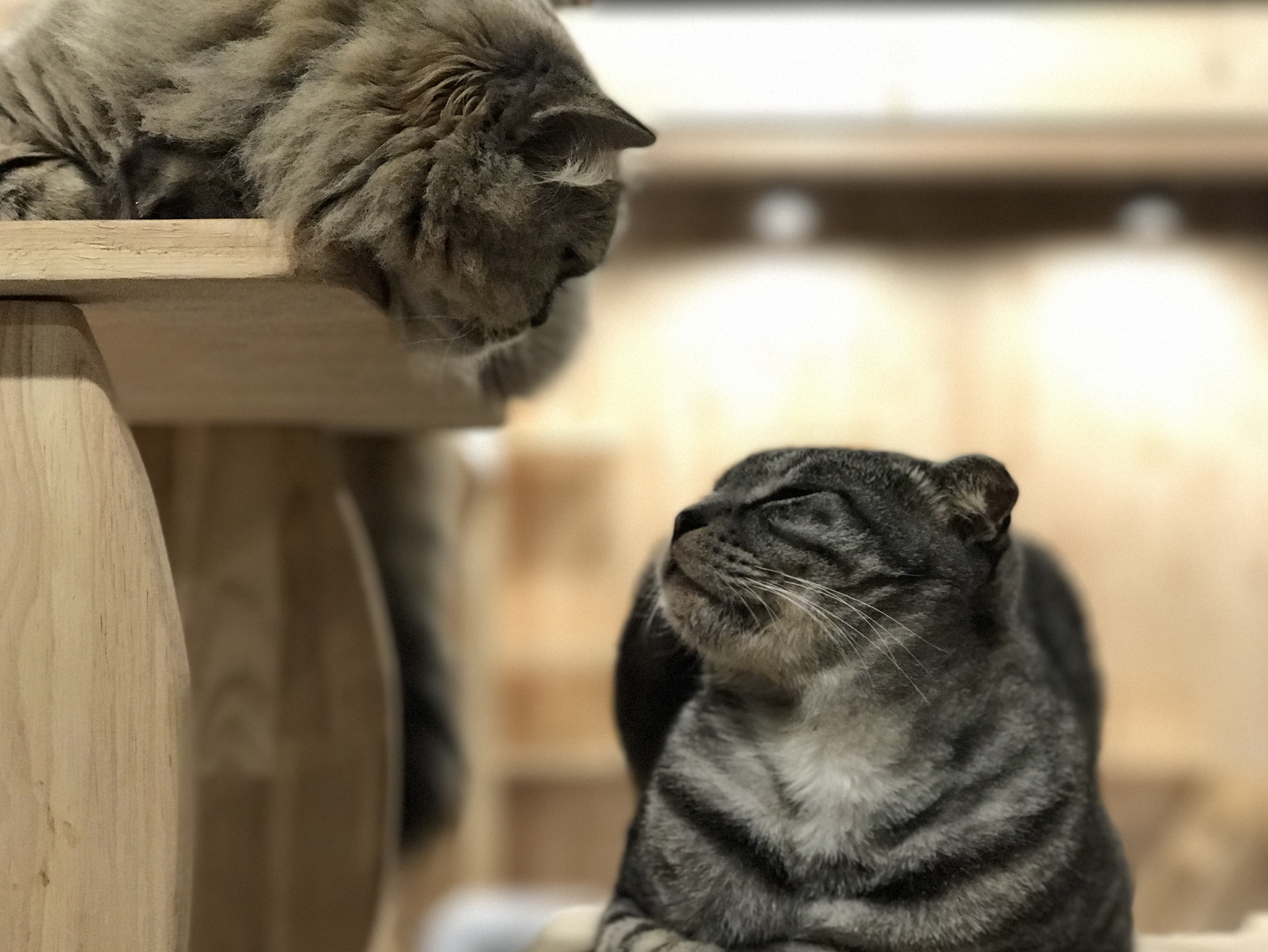 모두들 아이폰 하쎄오ㅠㅠ | 인스티즈