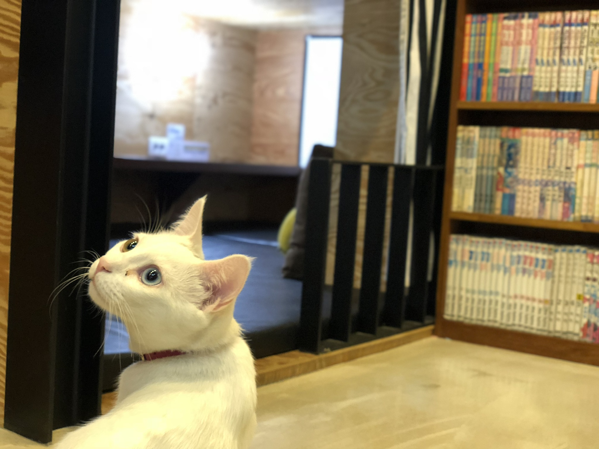 모두들 아이폰 하쎄오ㅠㅠ | 인스티즈