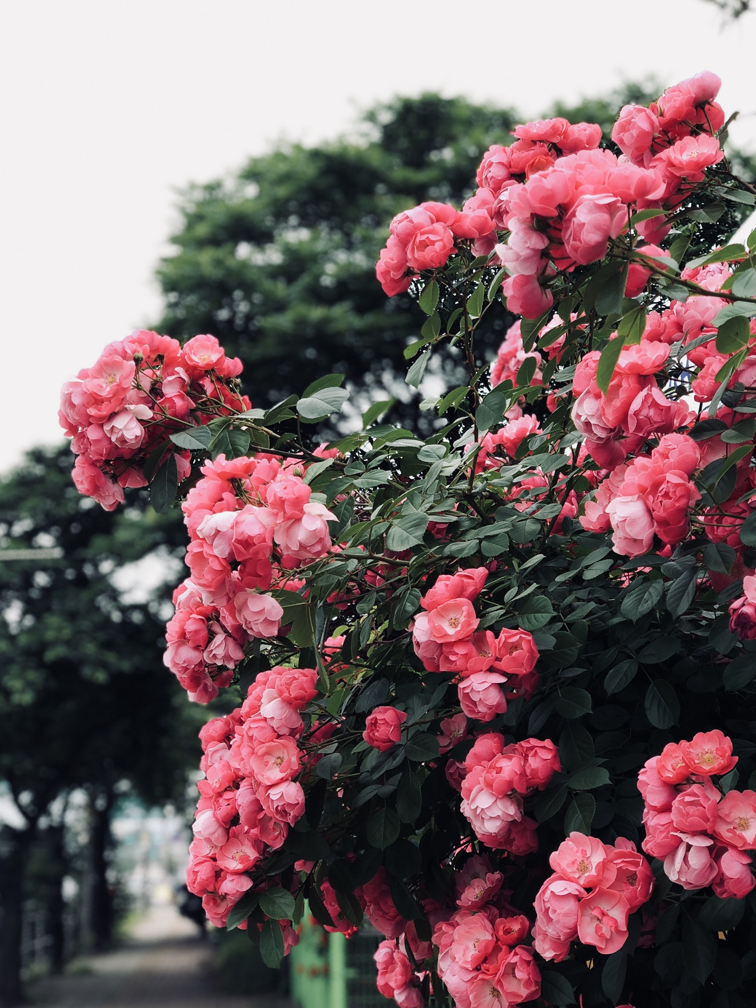 모두들 아이폰 하쎄오ㅠㅠ | 인스티즈